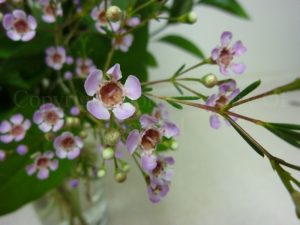 Wax Flower-image