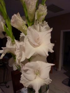 Gladiolus-image