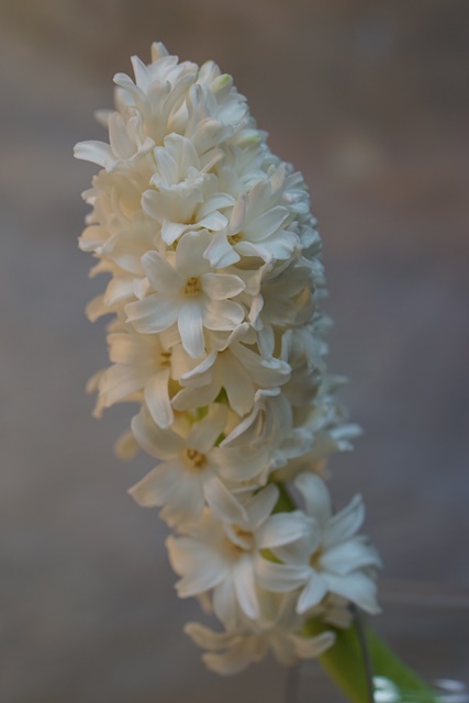 Hyacinthus main image