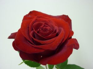 Rose-image