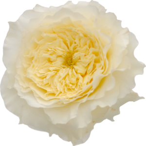 Rose - Garden Rose-image