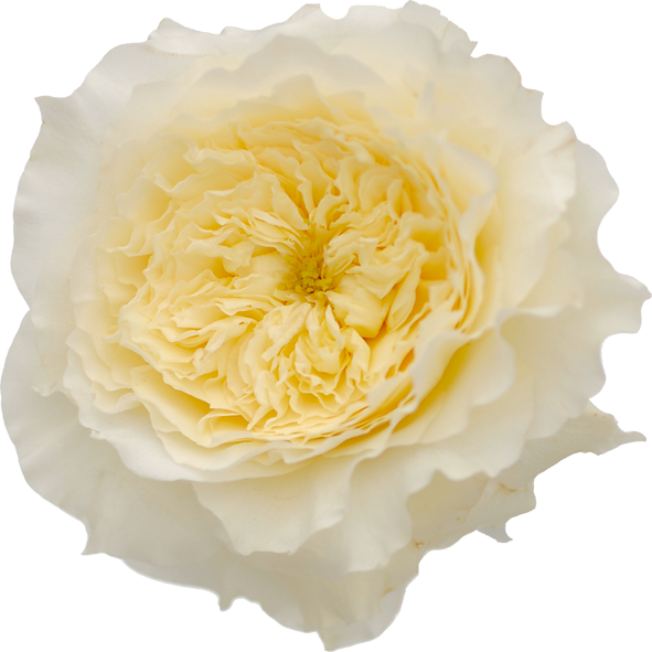 Rose - Garden Rose-image