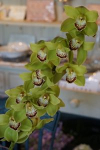Orchid - Cymbidium Orchid-image