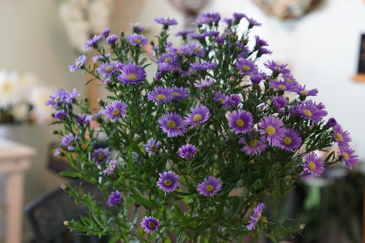 Aster-image