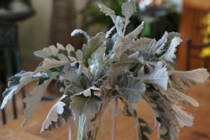 Greens - Dusty Miller-image