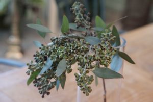Greens - Eucalyptus-image