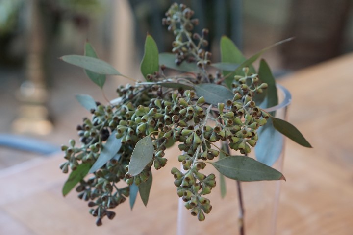 Greens - Eucalyptus main image