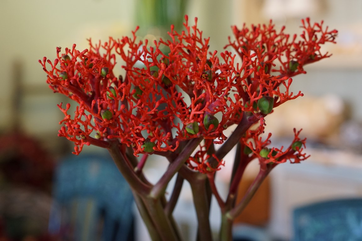 Euphorbia Firecracker-image
