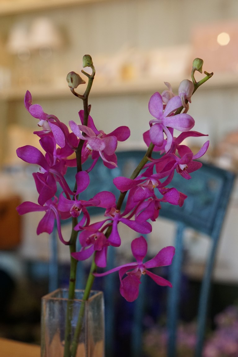 Orchid - Mokara Orchid main image