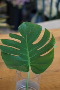 Greens - Philodendron-image