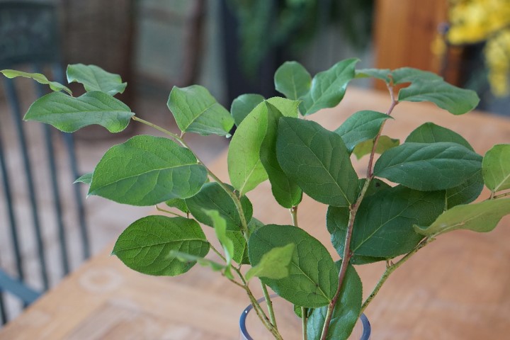 Greens - Salal leaf-image