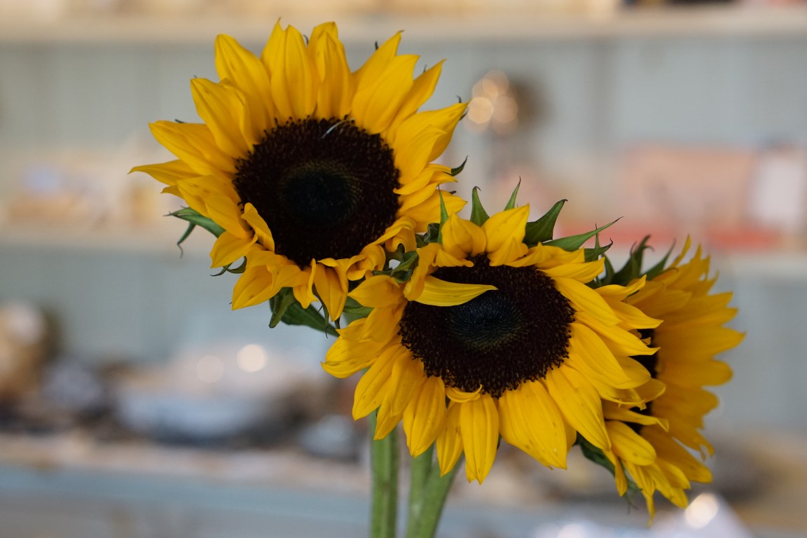 Sunflower-image