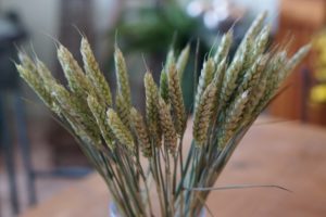 Wheat-image